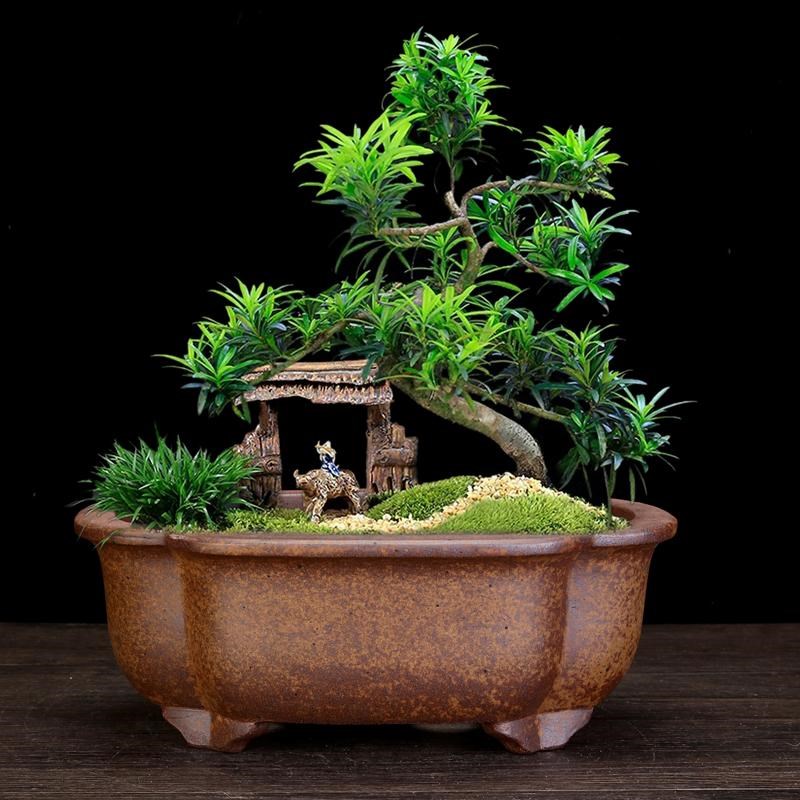 宜兴透气紫砂花盆段泥柴烧五线盆长方精品马槽竹节黄杨金弹子包邮