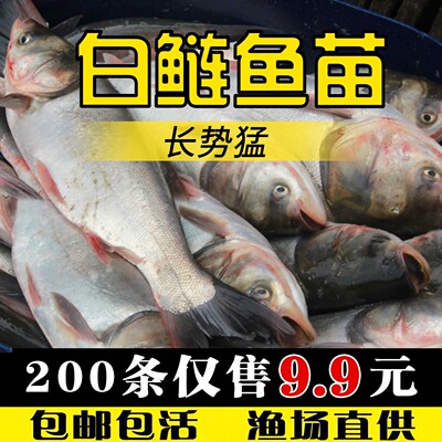 白鲢鱼苗鲢鳙水鲢跳子花