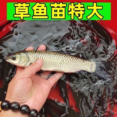 大草鱼苗特大规格半斤淡