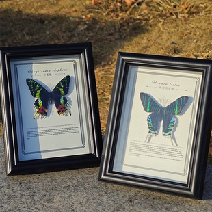 太阳蛾月亮蛾蝴蝶标本成品相框家居装饰画摆件艺术品节日男女礼物