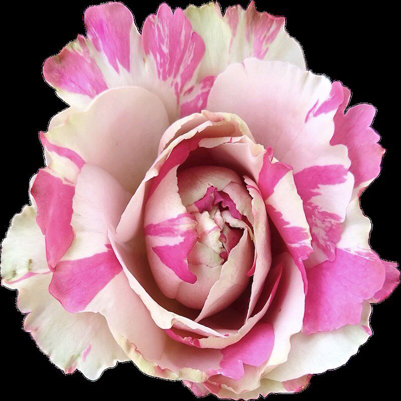 伊芙大理石冻糕阳台盆栽月季庭院地栽耐寒耐旱抗病勤花切花玫瑰