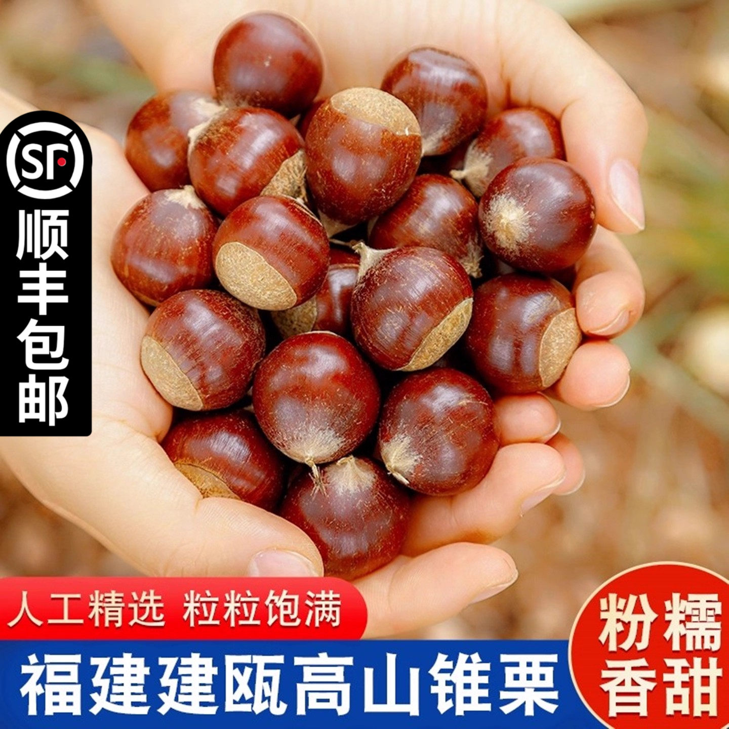 建瓯锥栗现摘高山锥栗圆栗板栗