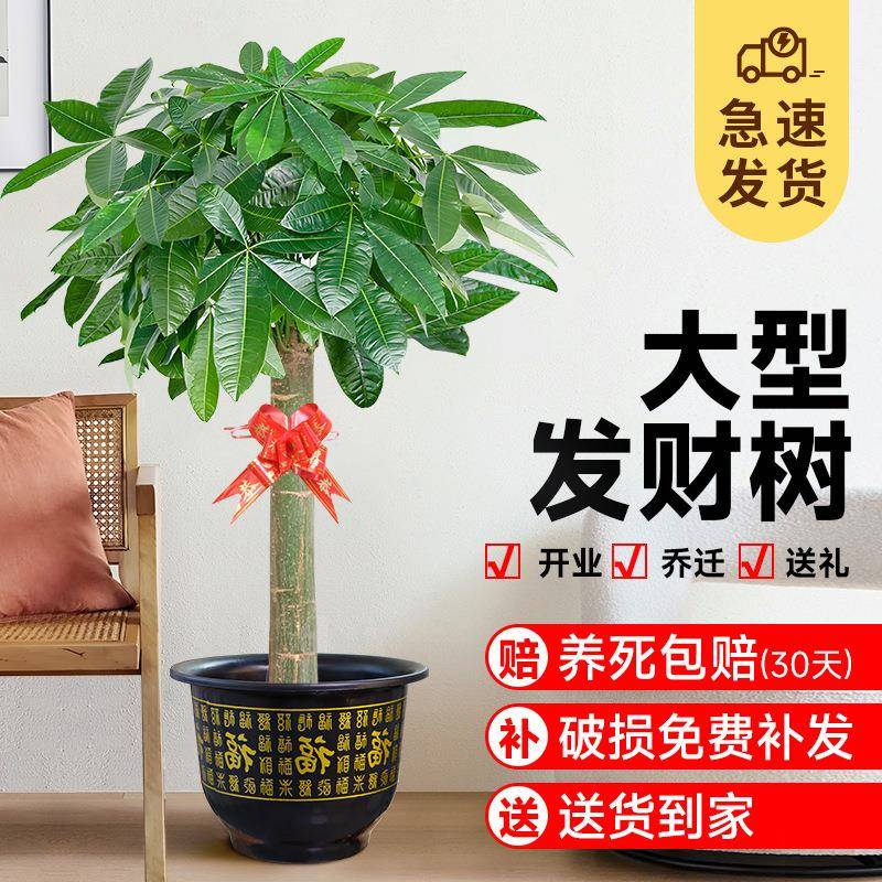 发财树盆栽客厅大型绿植室内招财树步步高植物办公室乔迁开业摆放