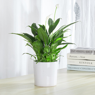 白掌盆栽一帆风顺盆景防辐射水培办公室桌面前台除甲醛开花小植物