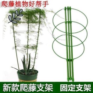 文竹支撑架爬藤架子月季 花架室内花卉植物支撑杆绿萝铁线莲攀