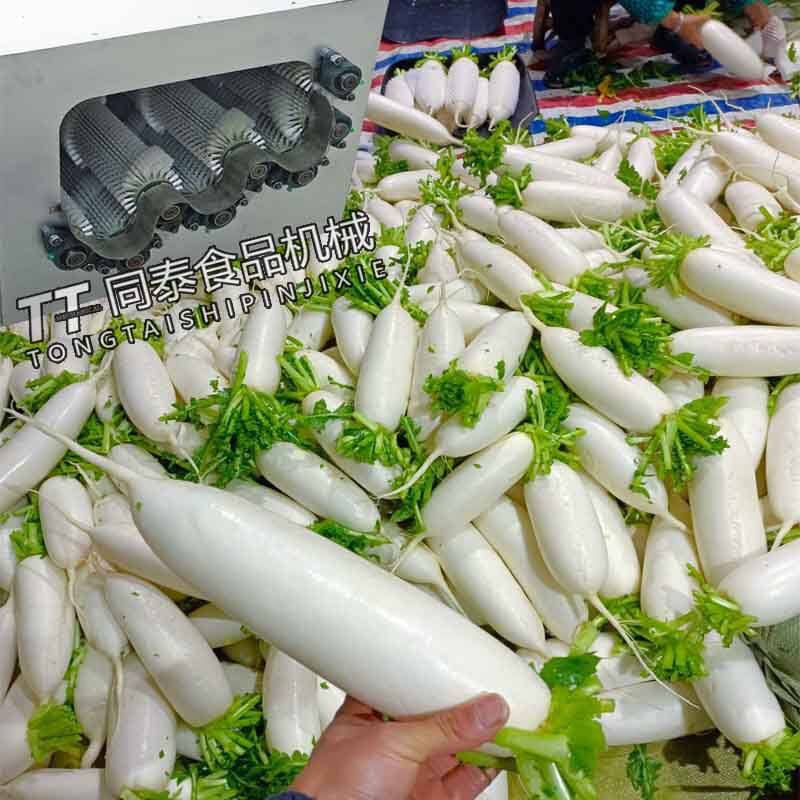 毛刷水洗式韩国白萝卜清洗机 全自动水果萝卜青萝卜清洗设备