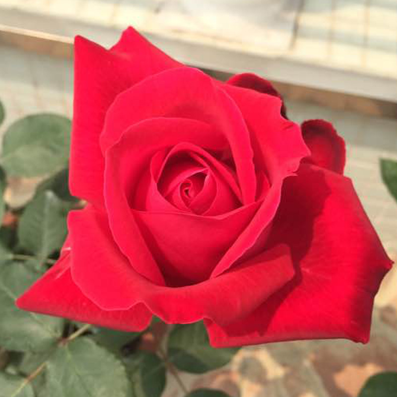 大花浓香月季花苗亚克力红玫瑰阳台绿植盆栽四季观花植物老桩大苗