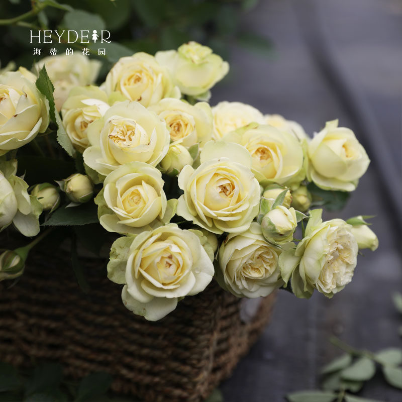 海蒂的花园 奶油龙沙/奶油伊甸园花型紧实花色清新庭院植物盆栽,鲜花速递/花卉仿真/绿植园艺,观叶 /花灌木,淘宝优惠券,粉丝福利购,淘宝优惠卷