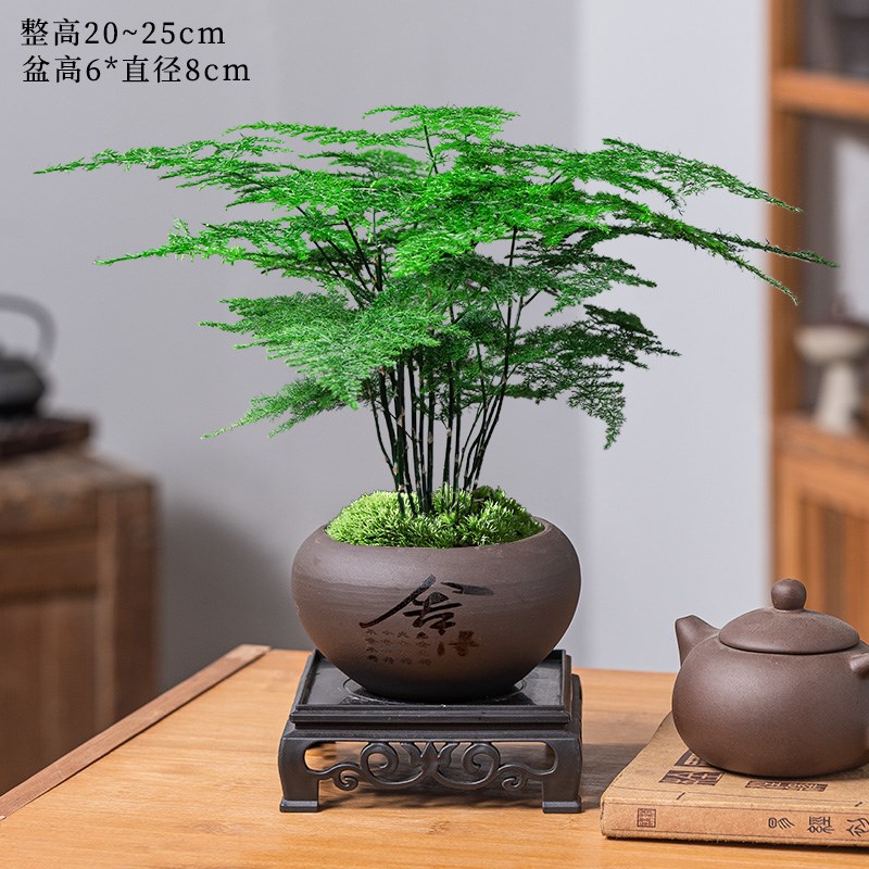 文竹盆栽植物室内客厅中式禅意盆景绿植办公室摆件高端花卉好养活