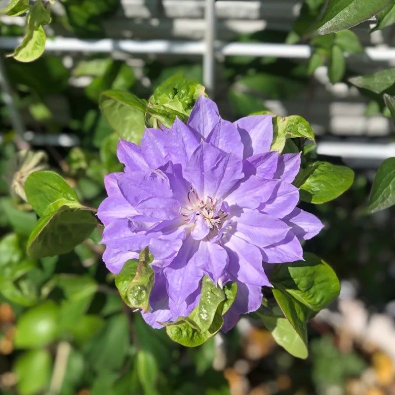 天盐铁线莲花苗盆栽爬藤花卉藤本皇后半重瓣大花丰花无刺攀援植物,鲜花速递/花卉仿真/绿植园艺,绣球/木绣球/木本植物,淘宝优惠券,粉丝福利购,淘宝优惠卷