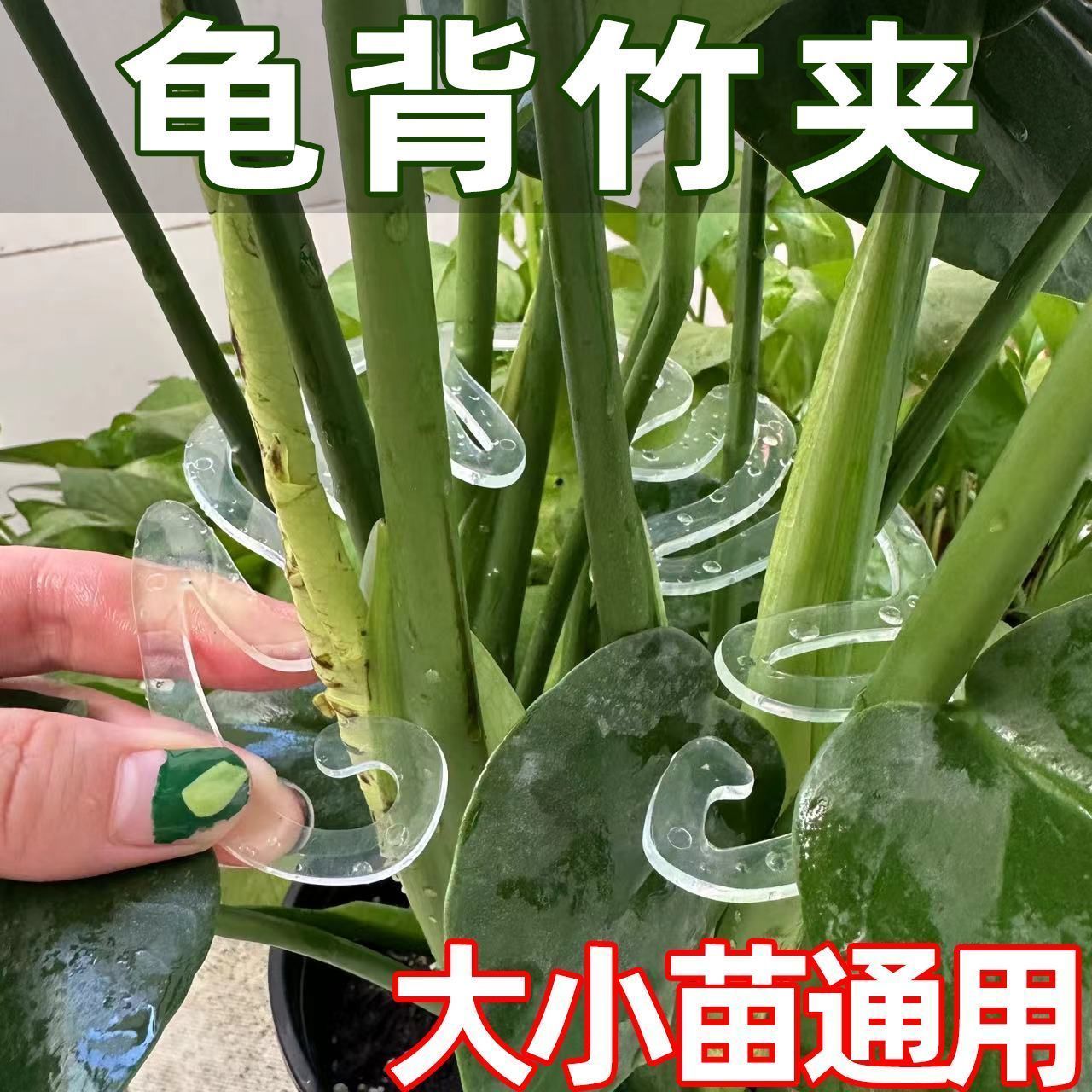 龟背竹支撑杆防倒伏支架水培植物固定器春雨富贵竹花茎枝干收拢器