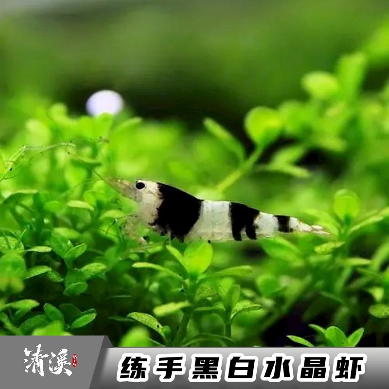 练手黑白水晶虾观赏冷热带淡水虾子大小成年繁R殖鱼缸虾鲜活宠物