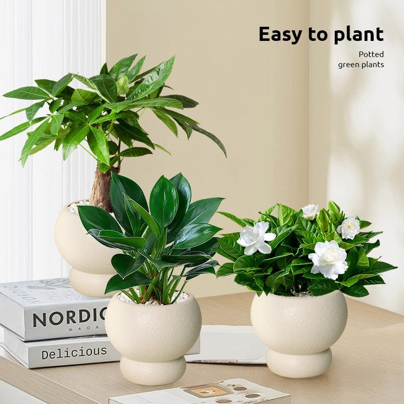 发财树金钻室内桌面植物富贵竹虎皮兰小盆栽办公室鸭脚木文竹绿植