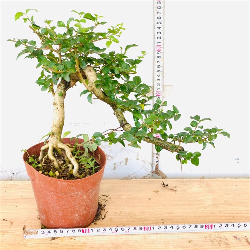 提根飘枝小叶女贞悬崖白蜡造型盆景老桩栀子花九里香罗汉松虎皮榕