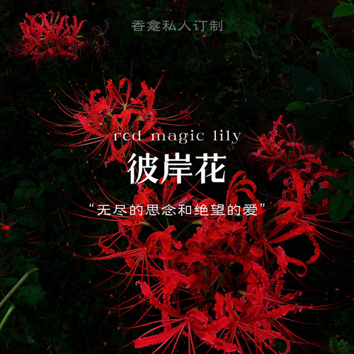 【彼岸花】曼珠沙华&忘川 彼岸花香印象 木质小众原创香氛喷雾女