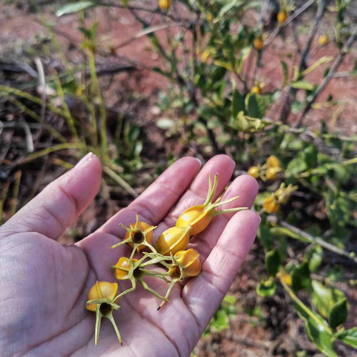 野生黄栀子树苗农村山上现挖盆栽地栽庭院山栀子花中药材包活单瓣
