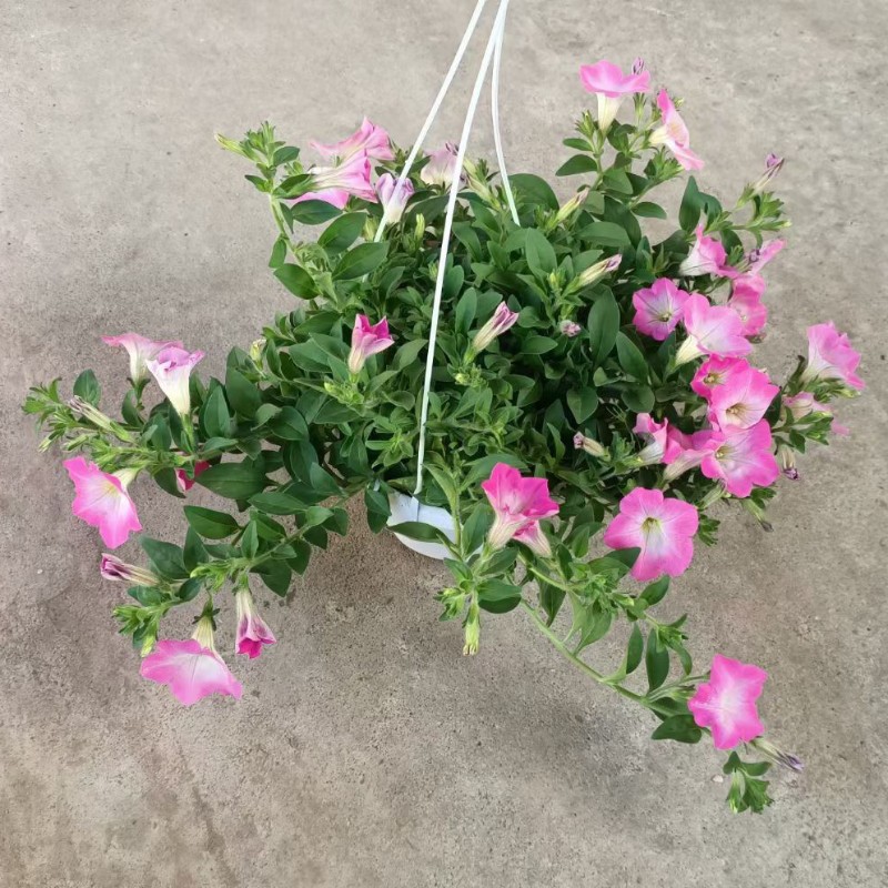 碧冬茄矮牵牛苗盆栽阳台吊篮花坛耐寒植物带花苞四季开花牵牛花苗