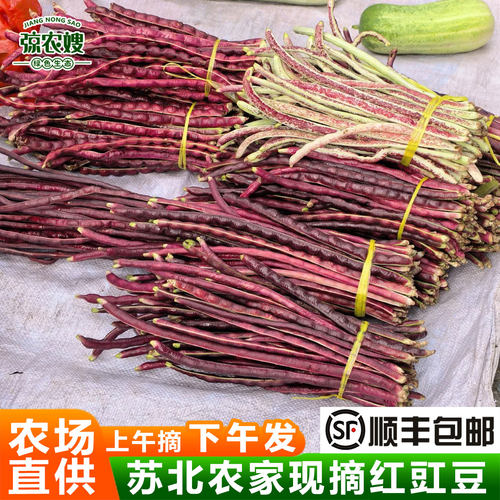 紫豇豆农家自种现摘现发