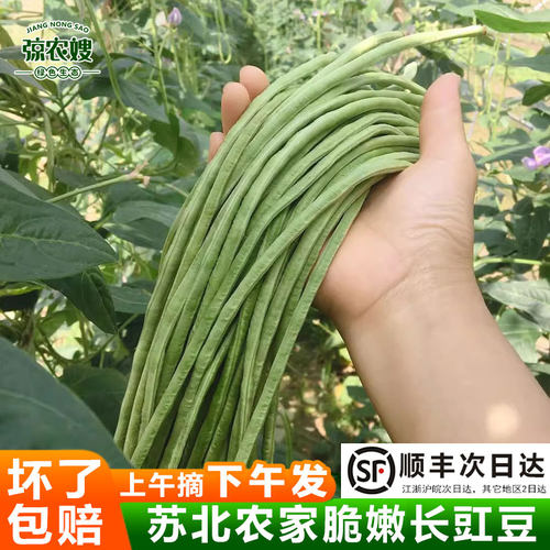 顺丰包邮苏北农家长豇豆新鲜豆角