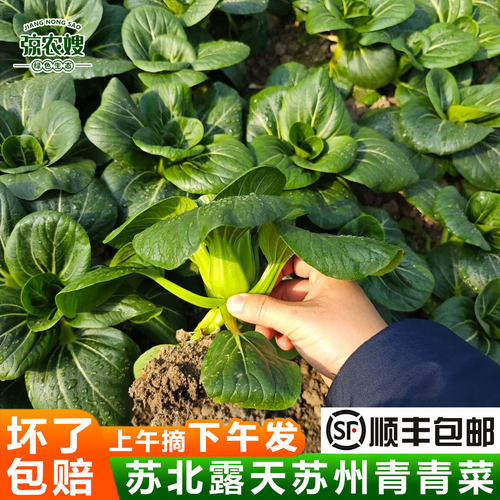 顺丰包邮苏北露天苏州青青菜农家