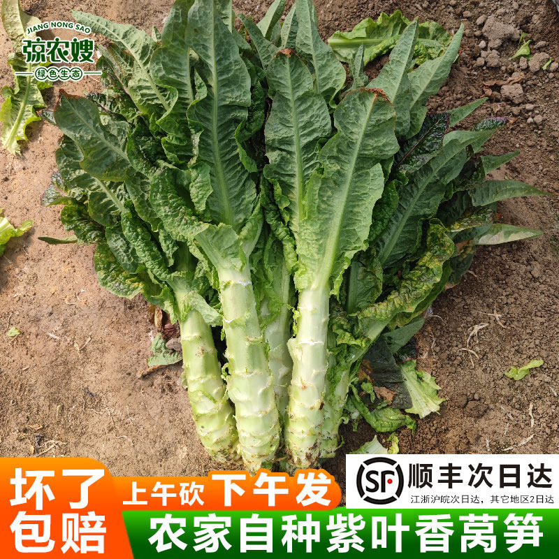 苏北农家自种莴笋新鲜红叶青莴笋杆紫叶绿肉香莴苣鲜嫩时令蔬菜