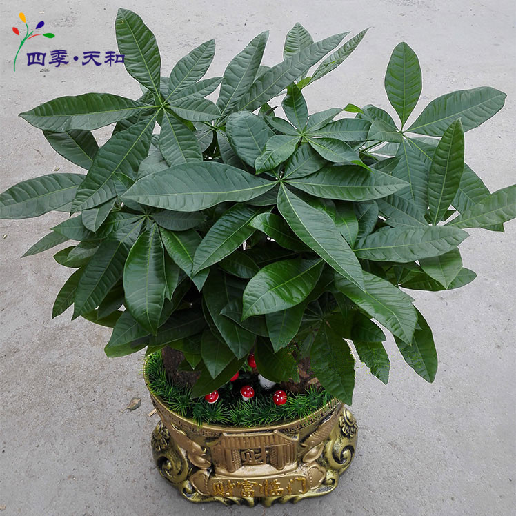 精美发财树盆景 送礼品盆栽 办公桌前台茶几客厅净化室内空气