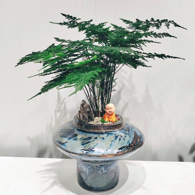 武汉绿植盆栽文竹造型盆景禅意植物室内客厅茶室盆景桌面绿植