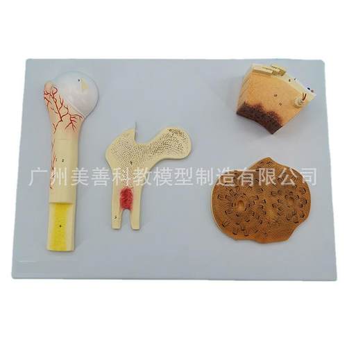 骨结构模型 骨松质密质 骨哈弗 骨骼骨膜软骨 人体骨科教学模型