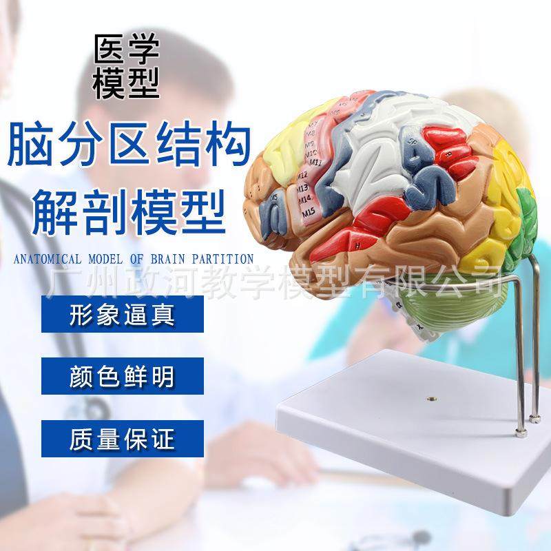 人体大脑模型脑血管模型脑解剖模型医学 教学用模型 可拆分4倍件