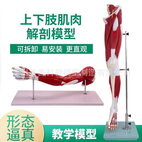 医学人体上下肢腿部肌肉局部解剖模型运动腿骨骼康复运动健身教学