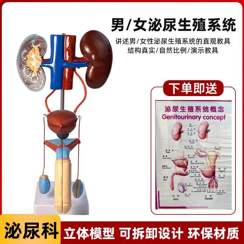 男性泌尿生殖系统解剖模型泌尿系统模型人体泌尿系统解剖模型