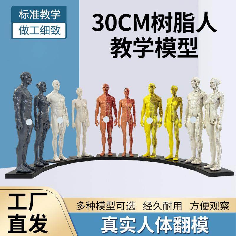 30cm艺用树脂人体模型肌肉骨骼解剖结构美术模型 CG绘画雕塑教学