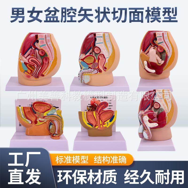 教学女盆腔模型女性泌尿生殖系统标本正中矢状切人体解剖教学模型