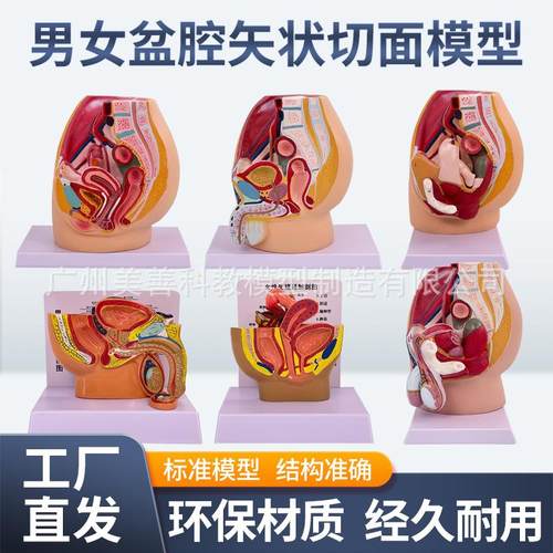 教学女盆腔模型女性泌尿生殖系统标本正中矢状切人体解剖教学模型