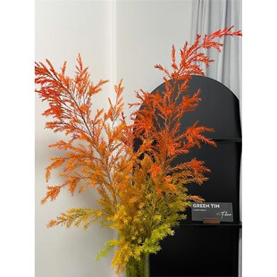 【千层金】黄金香柳花期长，可做干花