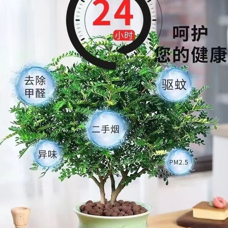 驱蚊虫清香木盆栽净化空气吸甲醛
