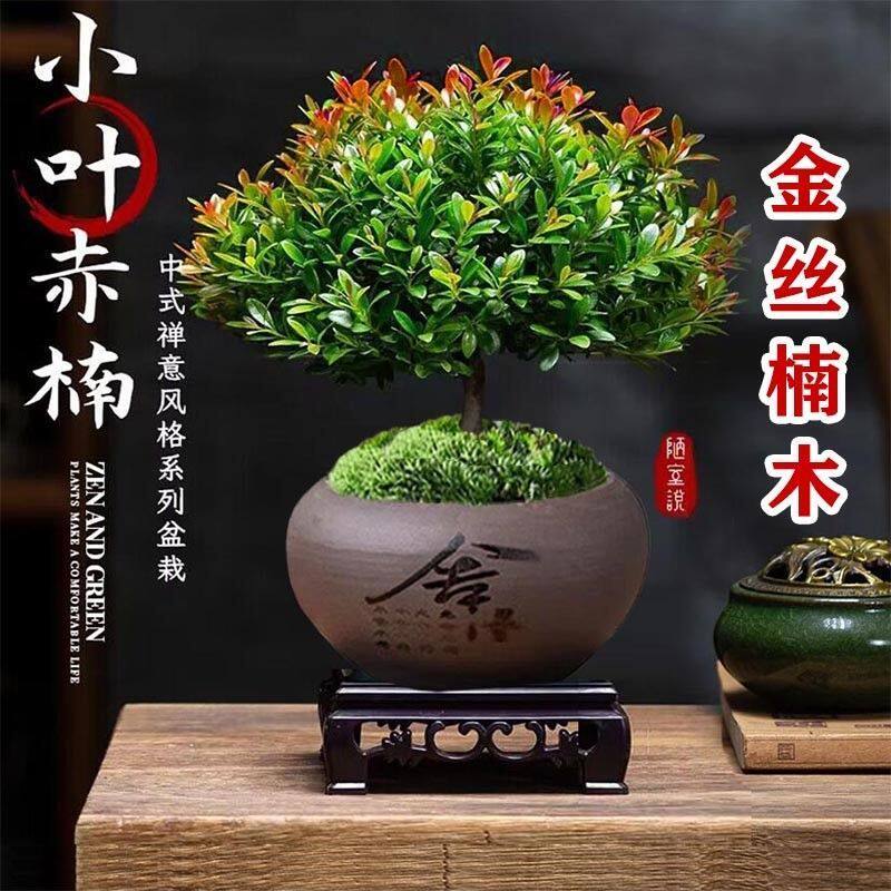 金丝楠木小叶赤楠防辐射净化绿植