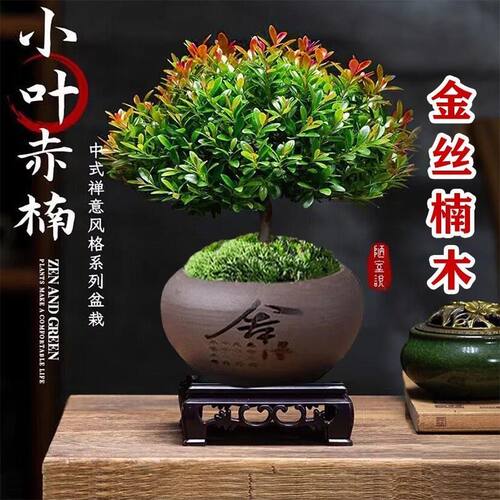 金丝楠木小叶赤楠防辐射净化绿植