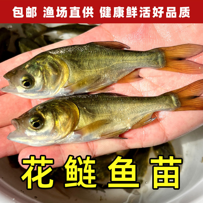 花鲢鱼苗胖头鱼大头鱼苗半斤 一斤淡水养殖 食用鳙鱼苗活鱼苗鲜活