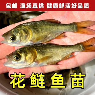 花鲢鱼苗胖头鱼大头鱼苗半斤 一斤淡水养殖 食用鳙鱼苗活鱼苗鲜活