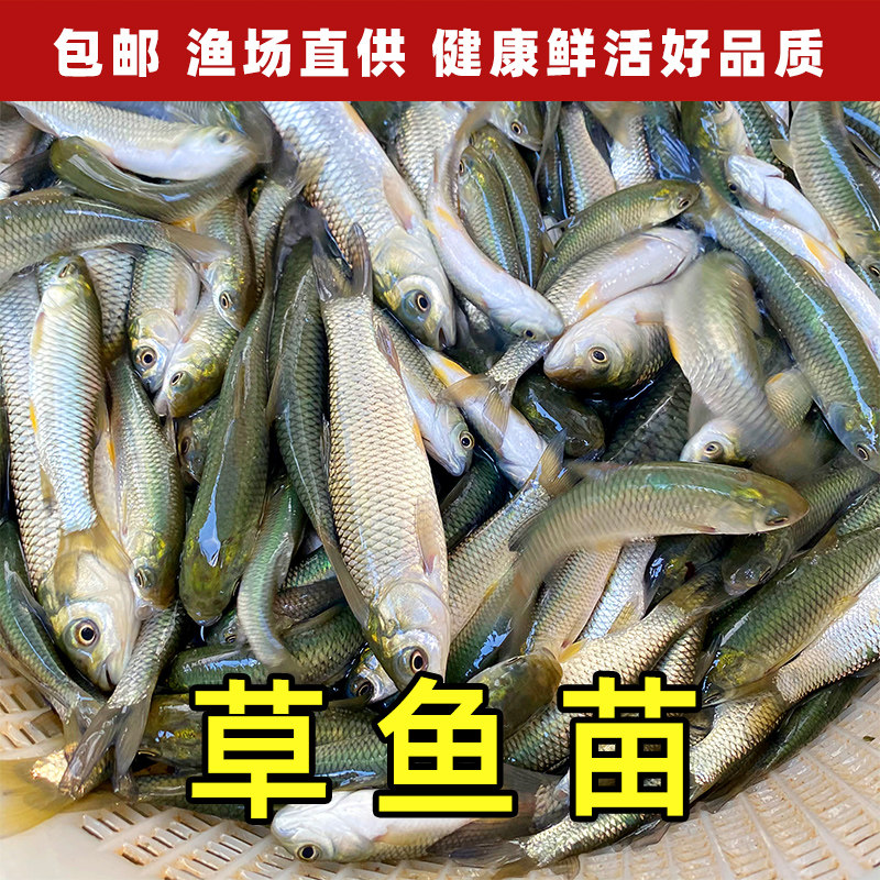 草鱼苗大草鱼1斤鱼苗淡水养殖 食用特大草鱼苗半斤鲜活小鱼苗正宗