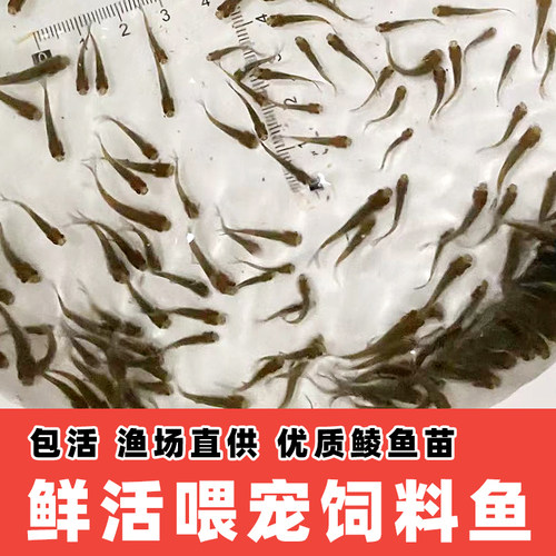 饲料鱼活鱼饵料鱼鲮鱼苗活体