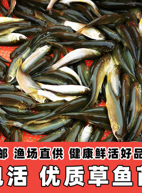 草鱼苗特大淡水养殖食用