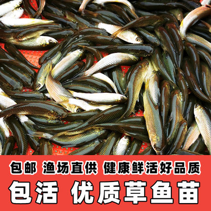 草鱼苗淡水养殖食用草鱼苗特大鲫鱼苗青鱼苗淡水鱼龙鱼饲料活鱼苗