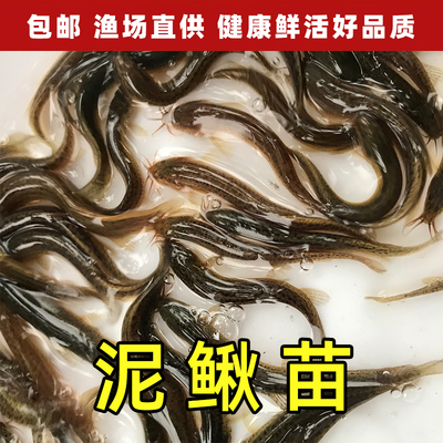 台湾泥鳅钓鱼苗宠物饲料