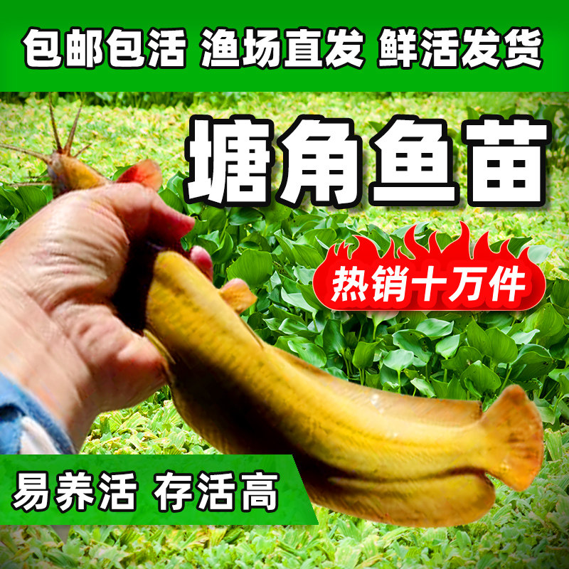 塘鲺鱼苗 鲶鱼苗 本地塘鲺鱼苗 鱼苗淡水 养殖 食用 胡子鱼苗