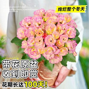 极速报春花带花苞盆栽玫瑰花卉y花苗植物耐寒好养四季樱草绿植室