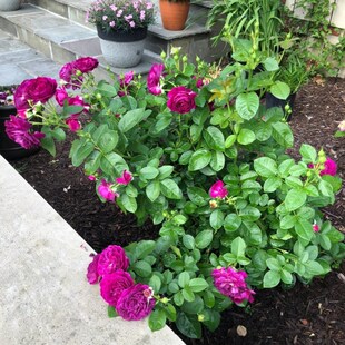 极速比利时 密涅瓦月季花苗特z大花浓香开花紫色玫瑰阳台四季盆栽