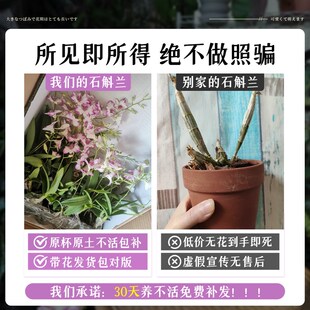 极速泼墨石斛兰带花苞日本白泼墨秋石斛四季室内花U卉绿植阳台好