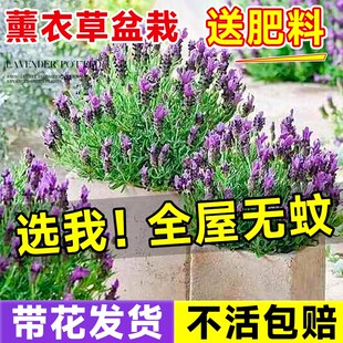 极速薰衣草盆栽带花驱蚊植物室外适合夏天种四季开好养Z花卉网红